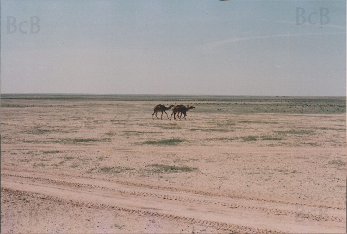 camels